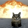Dilo con gatos 23