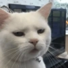 Gatos🐱 11