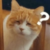 Gatos🐱 8
