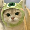 🐈Gatitos Super Cute 💛💟 23