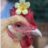 Galinha Fofa Reações 🐔 6