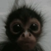 Macaquinhos 🙈 12