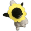 🌻💐 Желтые цветы 3 💐🌻 17