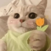 Gatos🐱 6