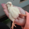 Galinha Fofa Reações 🐔 28