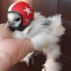 Galinha Fofa Reações 🐔 26