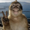 Peaceful monkey grin