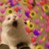 Love cats 11