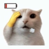 Kucing plenger reaction  5