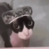 Gatos memes 27