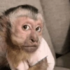Reações de macaco | monkey 🐒 12