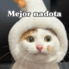 🧿 Anima tu chat😂😋 30