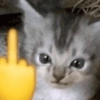 Gatos memes 30
