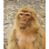Monkys 3000 🐒 15