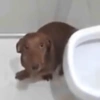 Perros salchicha 2.0 14