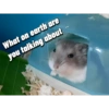 What on earth are you talking about y'