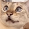 MEMES & Reações 22