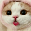 🐈Gatitos Super Cute 💛💟 19