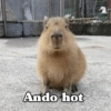 Ando hot