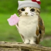 Meowl 🐱🦉 29