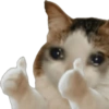 KUCING REACTION  14