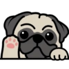 🐾Pug🐾 12