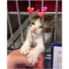 Cats hearts 6