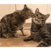 Kiss cat 9