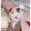 Pibble pal chat 🤣🐶 11