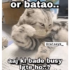 or batao.. @catsayz aaj ki bade busy Igte ho..?