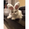 Memes Gatos - 1 6