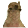 Memes de animais 12