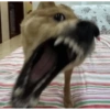 Laughing 30