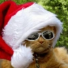 Navidad de Gatos😎 9