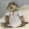 प्यारी गिलहरी प्रतिक्रियाएँ 🐿️ 6