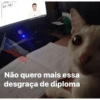 Gatitos 🐱 6
