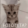 Gatitos 🐱 12
