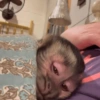 Macaquinho reagindo  6