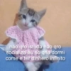 Gatitos 🐱 5