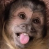 Macaquinho reagindo  8