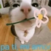 pa ti, po