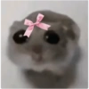 Hamster e non  12