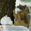 प्यारी गिलहरी प्रतिक्रियाएँ 🐿️ 20