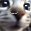 Kiss cat 10