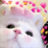 Kucing Bucin 10