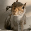 प्यारी गिलहरी प्रतिक्रियाएँ 🐿️ 5