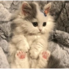 Michis 😺🥰🤭 5