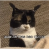 Gatitos 🐱 13