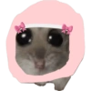 Hamster e non  20