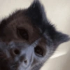 Macaquinho reagindo  14